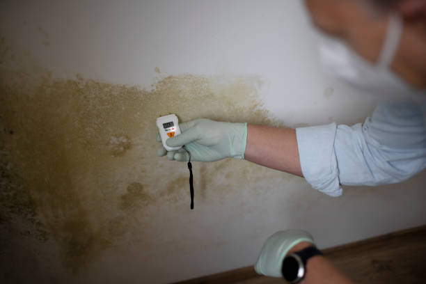 Best Professional Mold Removal  in Bethesda, MD