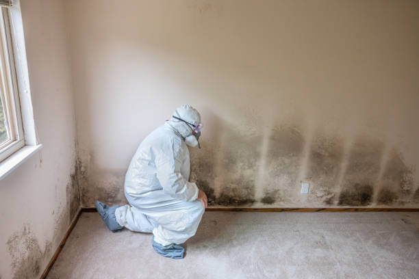 Best Emergency Mold Removal  in Bethesda, MD