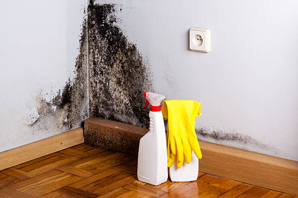 Best Affordable Mold Removal  in Bethesda, MD