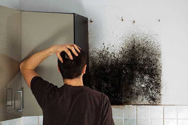 Best Mold Damage Repair  in Bethesda, MD