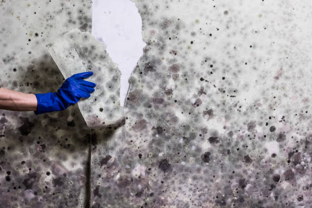 Best Mold Testing  in Bethesda, MD