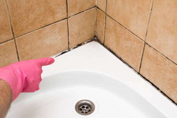 Best Mold Inspection  in Bethesda, MD